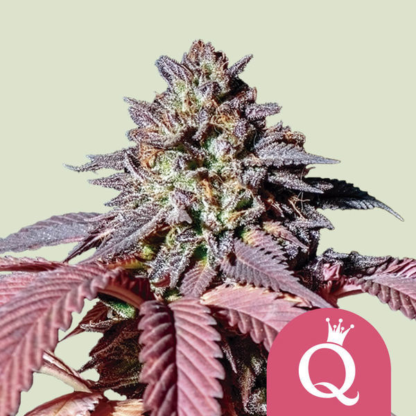 Purple Queen (Royal Queen Seeds) Feminizowane