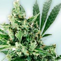Atlant CBD (VIP Seeds) Feminizowane