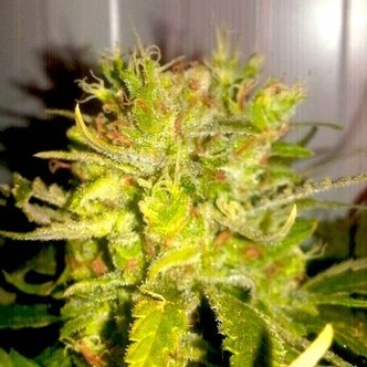 Lemon Haze (BSB Genetics) nasiona marihuany feminizowane