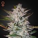 Holy Punch (Greenhouse Seeds) feminizowane