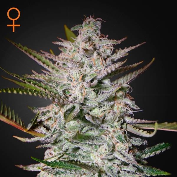 Holy Punch (Greenhouse Seeds) feminizowane