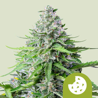 Royal Cookies Automat (Royal Queen Seeds) Nasiona marihuany feminizowane