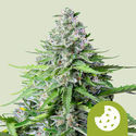 Royal Cookies Automat (Royal Queen Seeds) Nasiona marihuany feminizowane