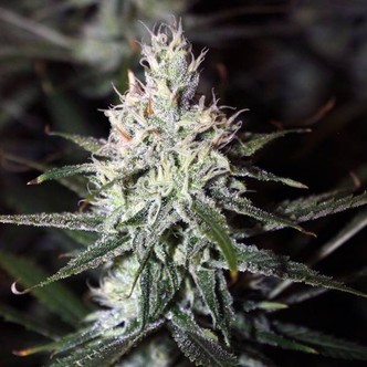 Moonshine Haze (Rare Dankness) Regularne