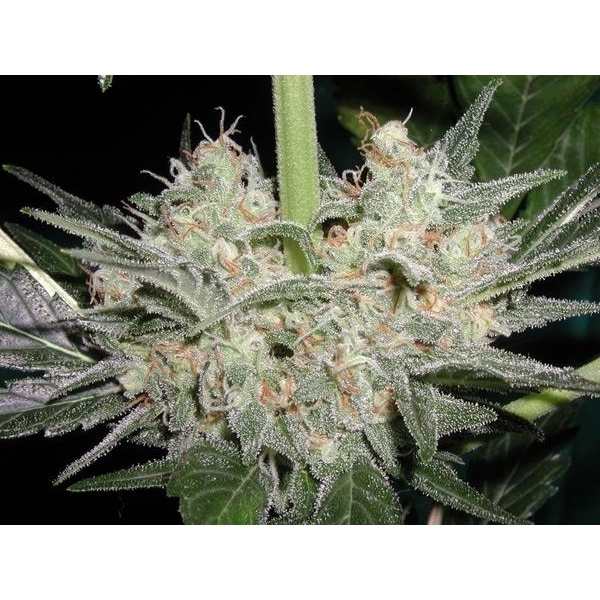 Black Widow (Mr. Nice) regularne