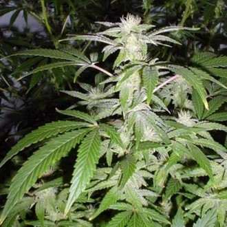 Black Widow (Mr. Nice) regularne