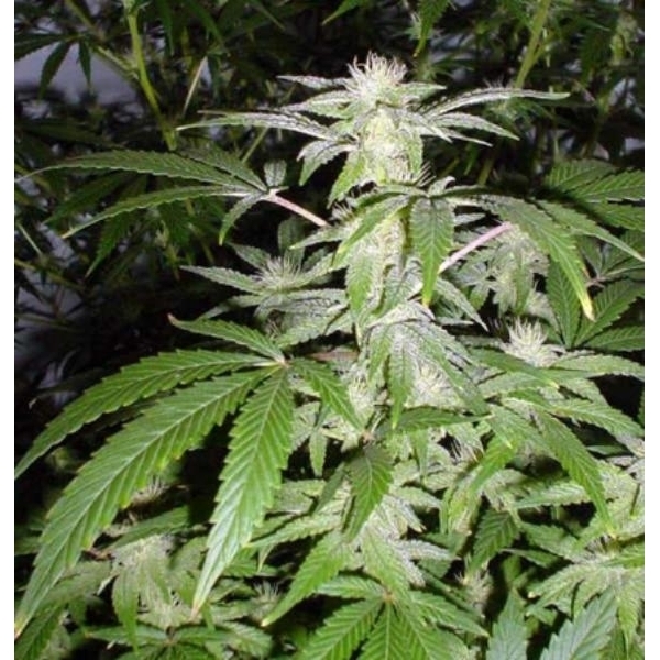 Black Widow (Mr. Nice) regularne