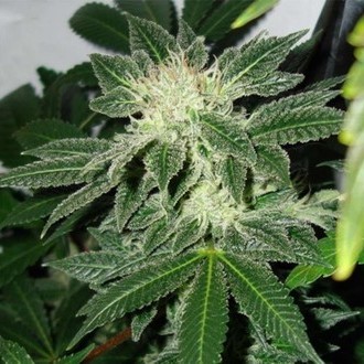 Black Widow (Mr. Nice) regularne