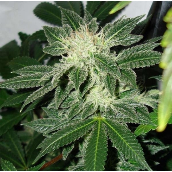 Black Widow (Mr. Nice) regularne