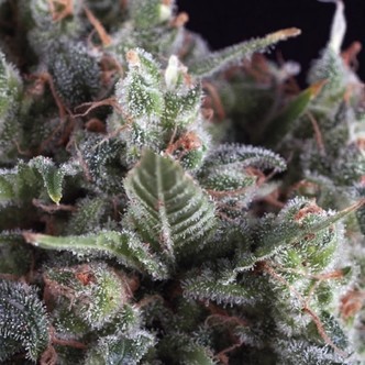 Olympia (Pyramid Seeds) Feminizowane