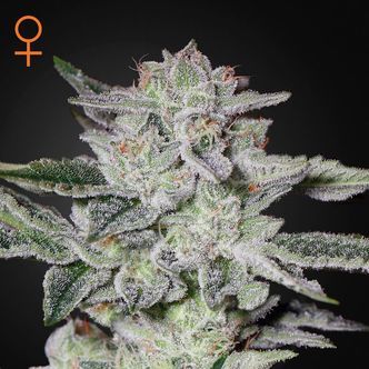 Sweet Valley Kush (Greenhouse Seeds) Nasiona marihuany feminizowane