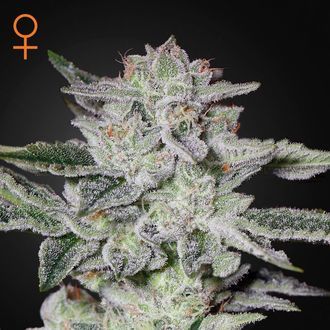Sweet Valley Kush (Greenhouse Seeds) Nasiona marihuany feminizowane