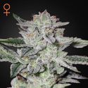 Sweet Valley Kush (Greenhouse Seeds) Nasiona marihuany feminizowane
