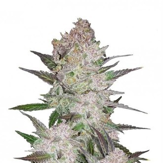 Cream Cookies Automat (FastBuds) Feminizowane