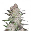 Cream Cookies Automat (FastBuds) Feminizowane