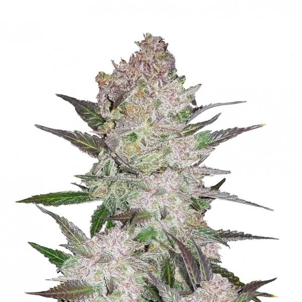 Cream Cookies Automat (FastBuds) Feminizowane