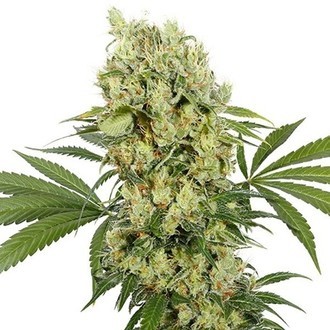 Medikit (Buddha Seeds) feminizowane