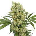 Medikit (Buddha Seeds) feminizowane