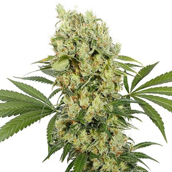 Medikit (Buddha Seeds) feminizowane