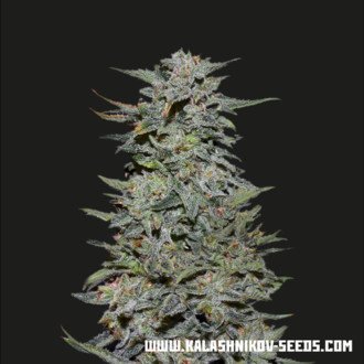 Boy Scout Cookies (Kalashnikov Seeds) Feminizowane