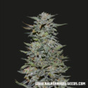 Boy Scout Cookies (Kalashnikov Seeds) Feminizowane