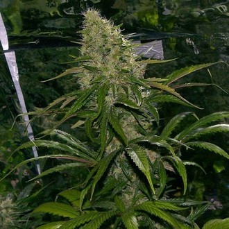 Critical Mass (Mr. Nice) regularne