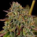 Bruce Banner 3 (Zamnesia Seeds) Nasiona marihuany feminizowane