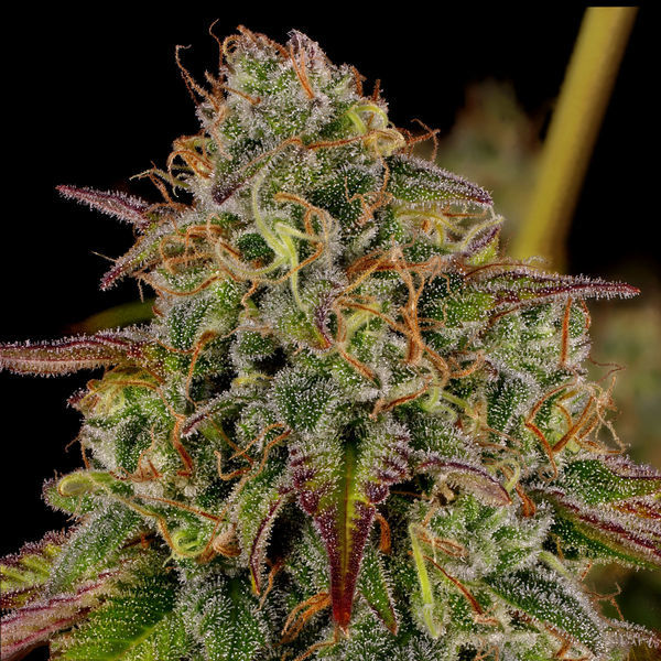 Bruce Banner 3 (Zamnesia Seeds) Nasiona marihuany feminizowane