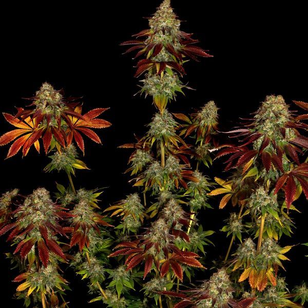 Bruce Banner 3 (Zamnesia Seeds) Nasiona marihuany feminizowane