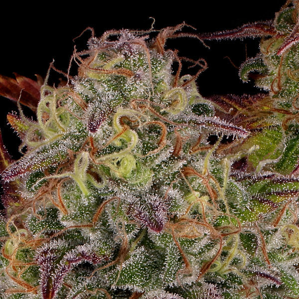 Bruce Banner 3 (Zamnesia Seeds) Nasiona marihuany feminizowane