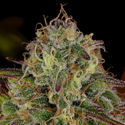 Bruce Banner 3 (Zamnesia Seeds) Nasiona marihuany feminizowane