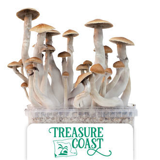 Growkit Zamnesia „Treasure Coast”