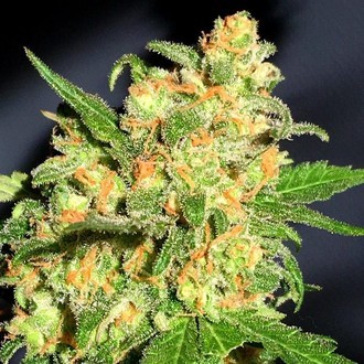 Bruce Banner (BSB Genetics) Nasiona Marihuany Feminizowane
