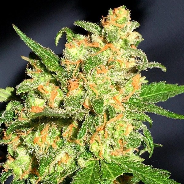 Bruce Banner (BSB Genetics) Nasiona Marihuany Feminizowane