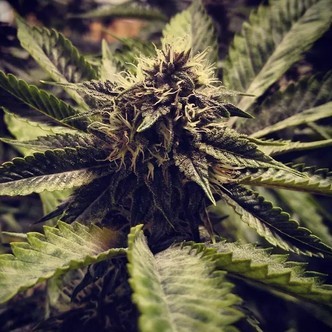 Cali Cherry Pie (BSB Genetics) feminizowane