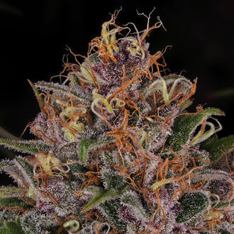 Kalini Asia (Zamnesia Seeds) Feminizowane