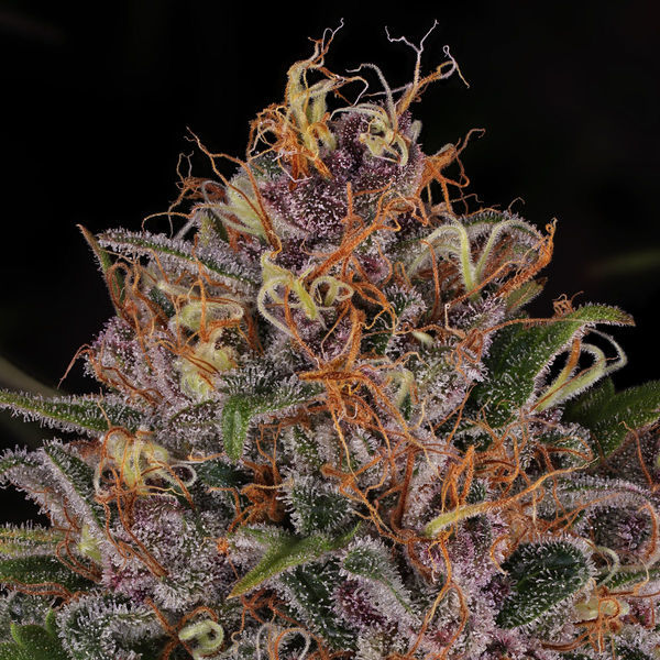 Kalini Asia (Zamnesia Seeds) Feminizowane