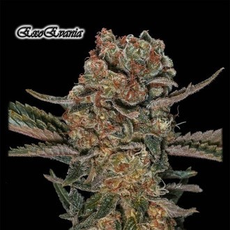 ExoEvania (GeneSeeds) feminizowane