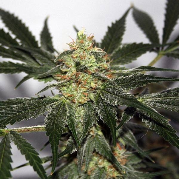 Early Queen (Mr. Nice) regularne