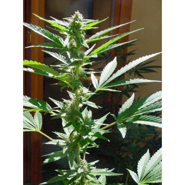 Early Queen (Mr. Nice) regularne