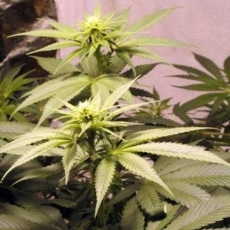 Early Queen (Mr. Nice) regularne