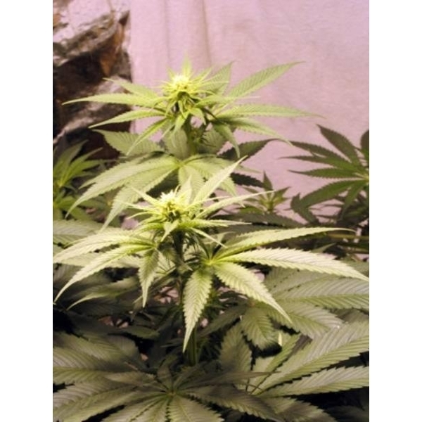 Early Queen (Mr. Nice) regularne