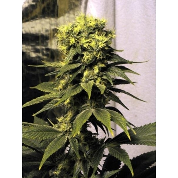 Early Queen (Mr. Nice) regularne