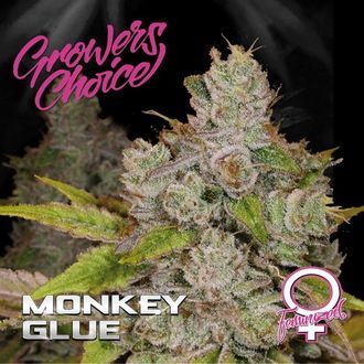 Monkey Glue (Growers Choice) feminizowane