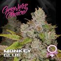 Monkey Glue (Growers Choice) feminizowane