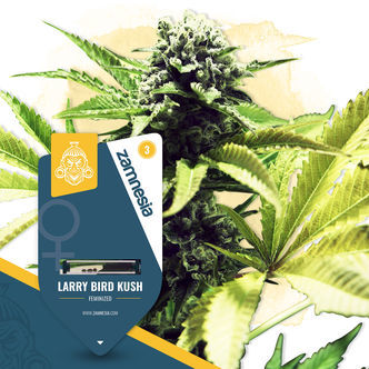 Larry Bird Kush (Zamnesia Seeds) feminizowane