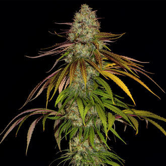 Larry Bird Kush (Zamnesia Seeds) feminizowane