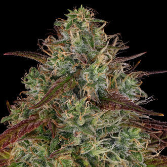 Larry Bird Kush (Zamnesia Seeds) feminizowane