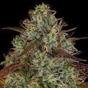 Larry Bird Kush (Zamnesia Seeds) feminizowane