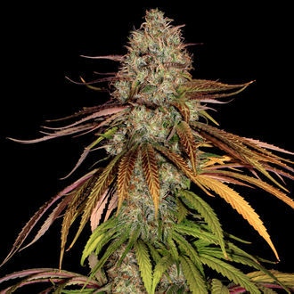 Larry Bird Kush (Zamnesia Seeds) feminizowane